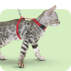 Obroże i szelki dla kotów