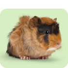 Alles für Meerschweinchen