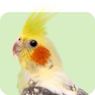 Alles für Nymphensittiche