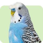 Alles für Wellensittiche