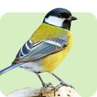 Wildvögel & Wildtiere