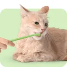 Higiene Dental para Gatos