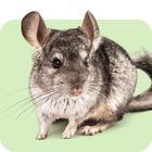 Alles für Chinchillas