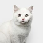 Karma dla kotów rasowych