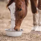 Cavalos