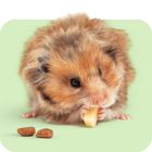 Snacks & Futterergänzung