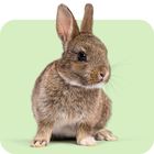 Alles für Kaninchen