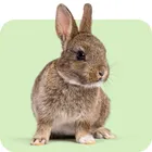 Lapin