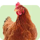 Poule