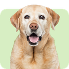 Dieta senior para perros