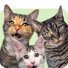 Kitten / Adult / Senior