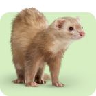 Alles für Frettchen