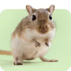 Souris