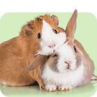Shop by Small Pet Type