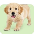 Welpen & junge Hunde