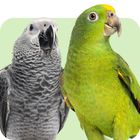 Produkte nach Vogelart