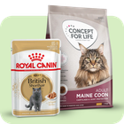 Comida para gatos de raza