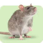 Rat