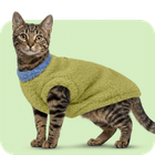 Katzenkleidung