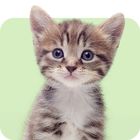 Kitten & junge Katzen