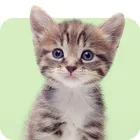 Gatitos