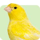 Alles für Kanarienvögel