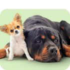 Futter nach Rasse & Größe