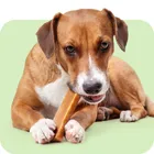 Higiene Dental para Perros