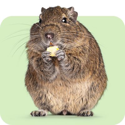 Kleintier-Laufstall Wasserdicht, Pop-Up Zelt Mit Reißverschluss - Sicherer Spielplatz Für Hasen, Meerschweinchen & Kätzchen