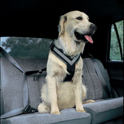 allsafe dog harness