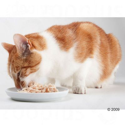 almo nature light cat food