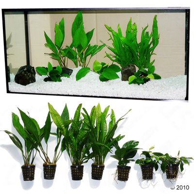 Aquarienpflanzen Zooplants "Barschbecken" günstig kaufen zooplus