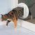 Katzenklappe cat mate - Die hochwertigsten Katzenklappe cat mate unter die Lupe genommen