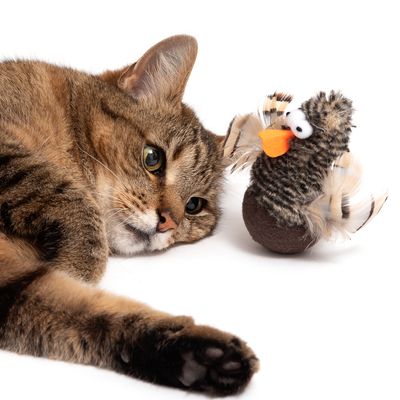 Chirping Rolling Duck Cat Toy | Top deals at zooplus.ie!