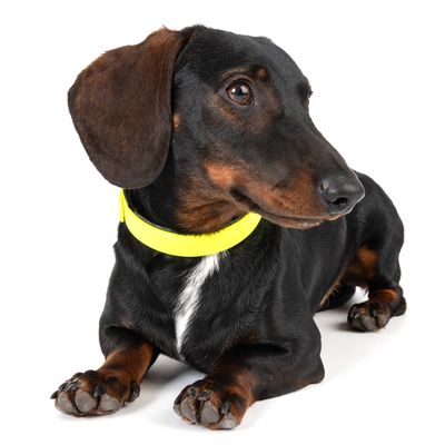 Collier en BioThane® Heim, jaune fluo pour chien | zooplus.be