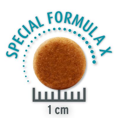 Concept for Life Sensitive Cats