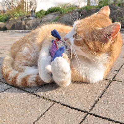 Coussin De Jeu Aumuller Chouette A La Valeriane Pour Chat Zooplus Be