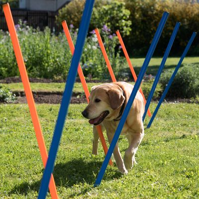 Fun & Sport Complete Dog Agility Course | zooplus.co.uk