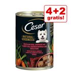 Cesar Hundefutter Junior Truthahn & Kalb - 14x150g Nassfutter Für Welpen