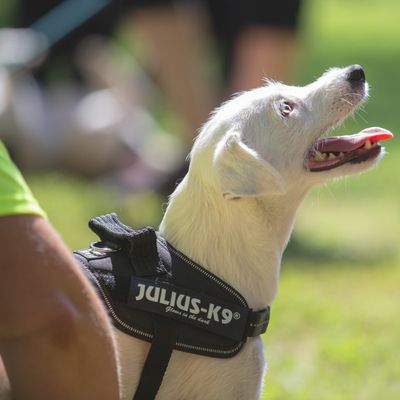 Harnais Julius K9 Idc Power Noir Pour Chien