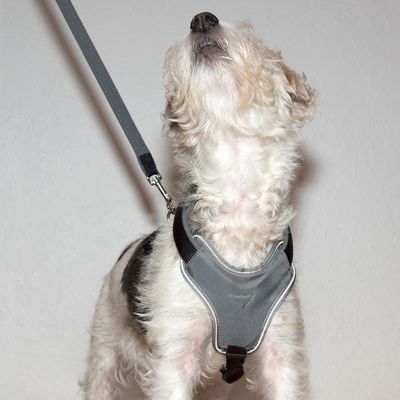 Hunter neoprene harness Clearance