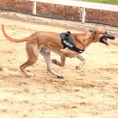 julius k9 french bulldog size