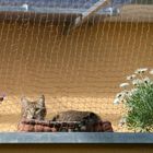 Welche Kauffaktoren es beim Kaufen die Katzennetz balkon anbringen ohne bohren zu beachten gibt!