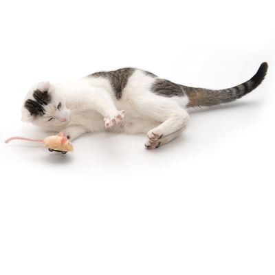 micro mouse cat toy