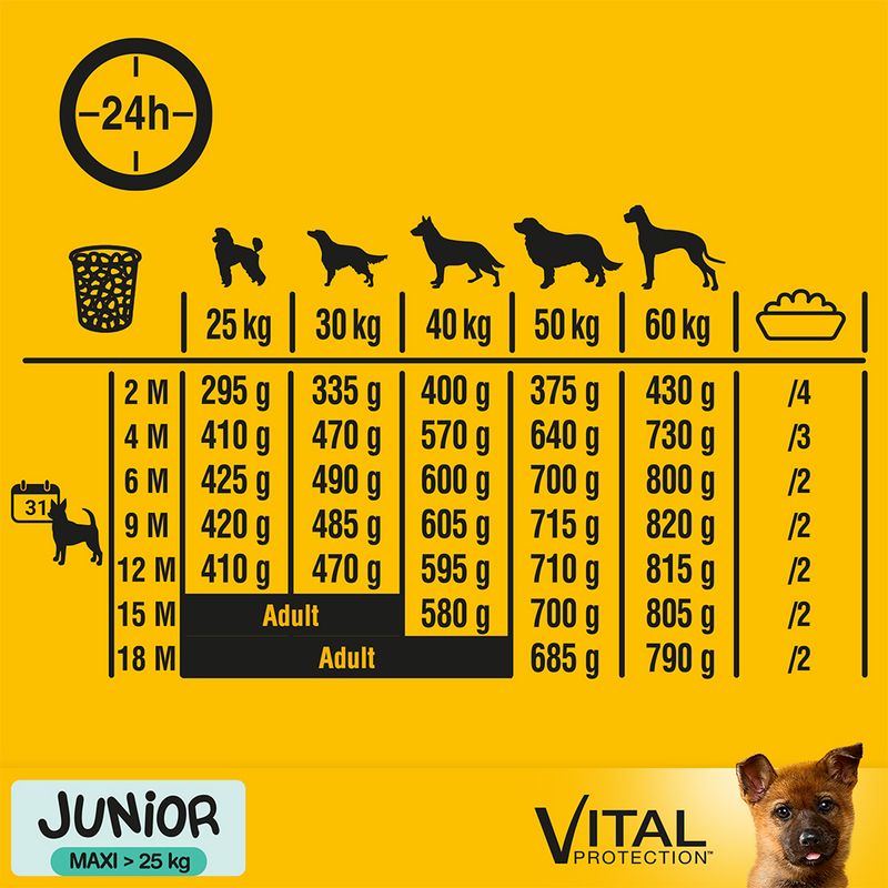 pedigree maxi junior