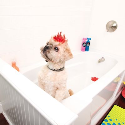 Pet Head Shampoo Life S An Itchh Gunstig Bei Zooplus