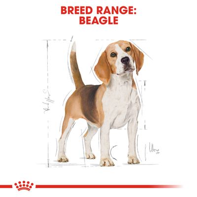 Royal Canin Beagle Adult