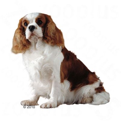 Royal Canin Breed Cavalier King Charles Adult | zooplus.no Royal Canin Breed Cavalier King Charles Adult | zooplus.no