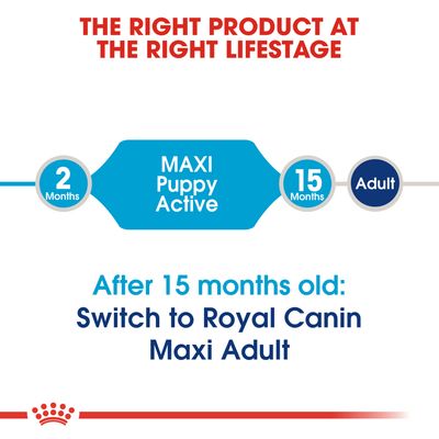 maxi junior active royal canin