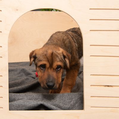 Arizona caja para cachorros /parque de madera para interiores al mejor en zooplus